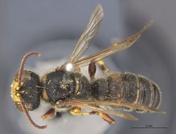 Media type: image;   Entomology 516 Aspect: habitus dorsal view